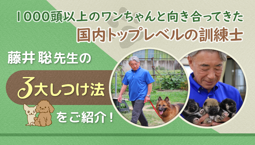 1000頭以上のワンチャンと向き合ってきた日本一の訓練士！藤井聡先生の３台しつけ法をご紹介！